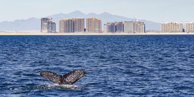 Puerto Peñasco Las Palomas 5-Star Resort المظهر الخارجي الصورة